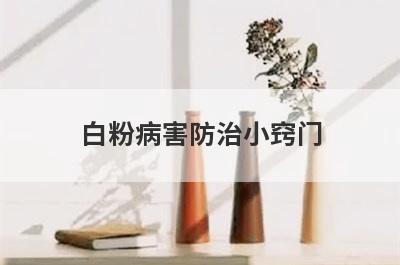 白粉病害防治小窍门