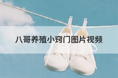 八哥养殖小窍门图片视频