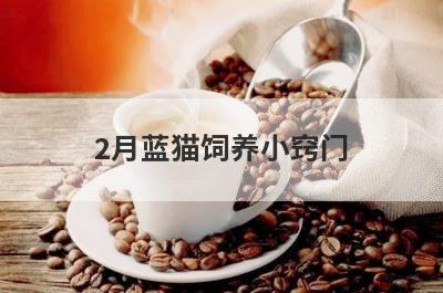 2月蓝猫饲养小窍门