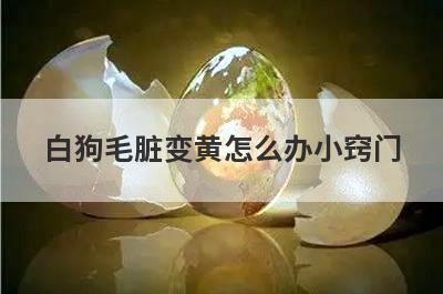 白狗毛脏变黄怎么办小窍门