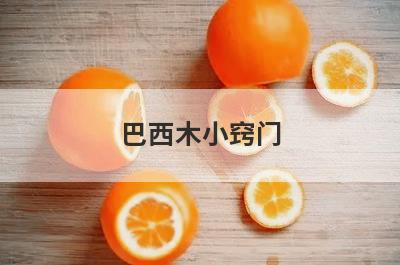 巴西木小窍门