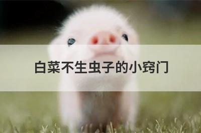 白菜不生虫子的小窍门