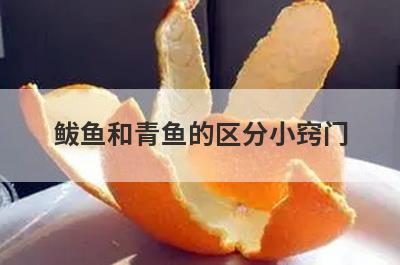 鲅鱼和青鱼的区分小窍门
