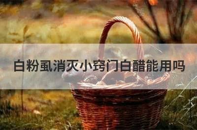 白粉虱消灭小窍门白醋能用吗(白醋怎么消灭白粉虱)