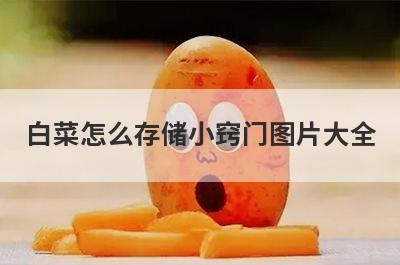 白菜怎么存储小窍门图片大全