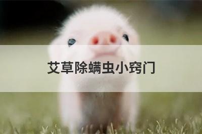 艾草除螨虫小窍门
