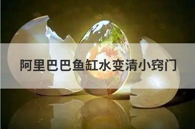 阿里巴巴鱼缸水变清小窍门