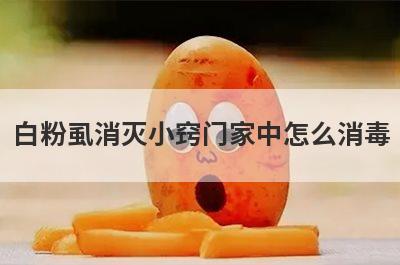 白粉虱消灭小窍门家中怎么消毒